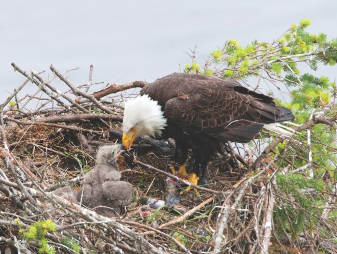 Bald Eagle vs Golden Eagle: North American Eagles Explained